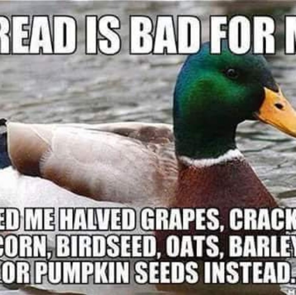 Meet your Posher, Karla Alphawolf - Picture 7 of 8